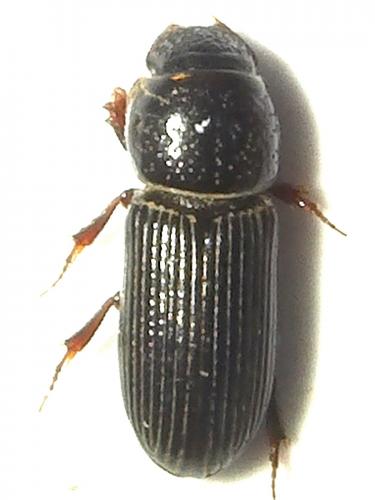 Réf. 237 598 : Pleurophorus caesus